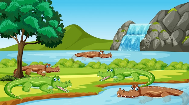 Scene with many crocodiles in the river