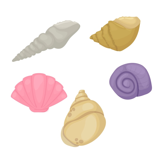 Sea shell marine beach nature colorful tropical seashells underwater vector illustration