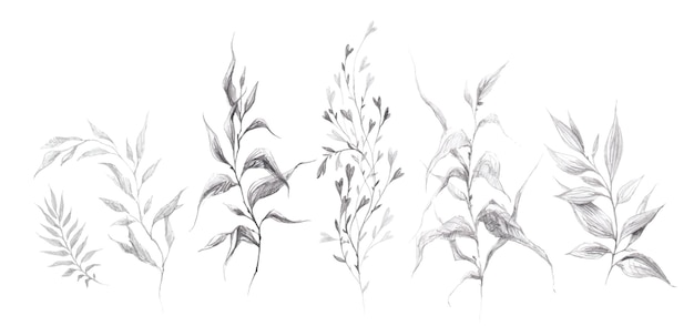 Set of handsketched wild flowers and herbs pencil drawing collection Nature elements plants florals