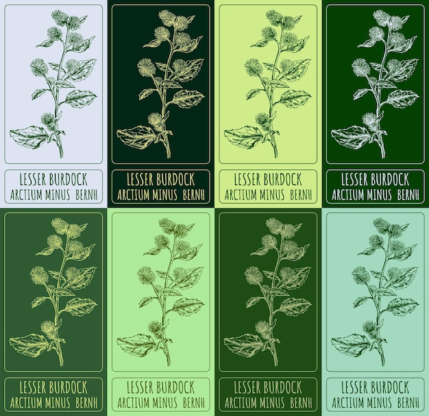Set of vector drawing of LESSER BURDOCK in various colors Latin name ARCTIUM MINUS BERNH