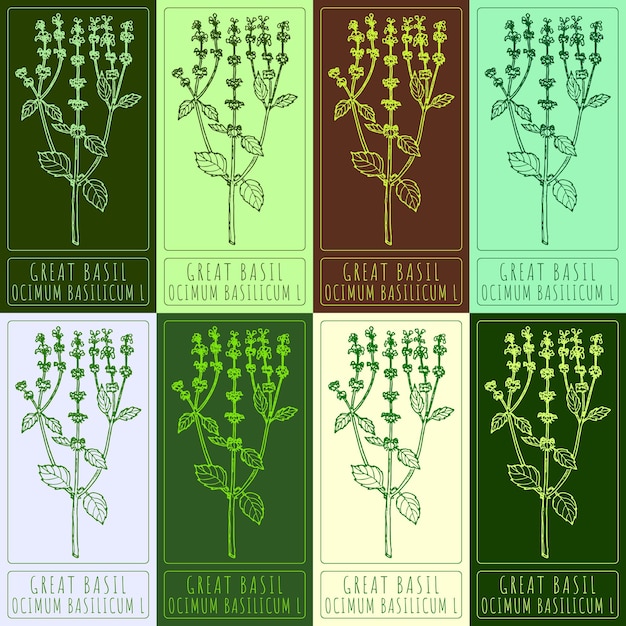 Set of vector drawings of GREAT BASIL in different colors Hand drawn Latin name OCIMUM BASILICUM L