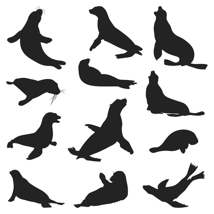 Set of walrus animal silhouettes of various styles