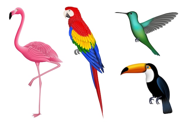 Sett med isolerte eksotiske fugler. Tropiske fugler. Flamingo, papegøye, kolibri og tukan