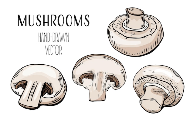 Sketch of a set of mushrooms engraving color lineart vector isolated on white background