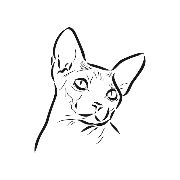 Sketch of a sphinx cat isolated on a white background sphinx cat vector sketch