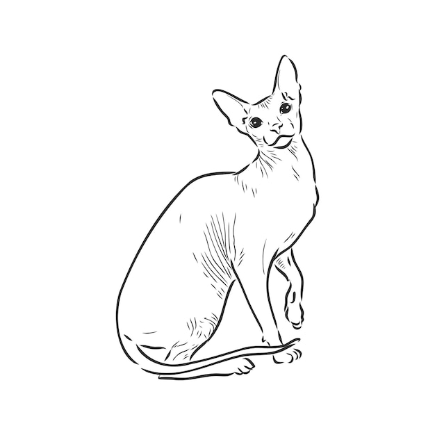 Sketch of a sphinx cat isolated on a white background sphinx cat vector sketch