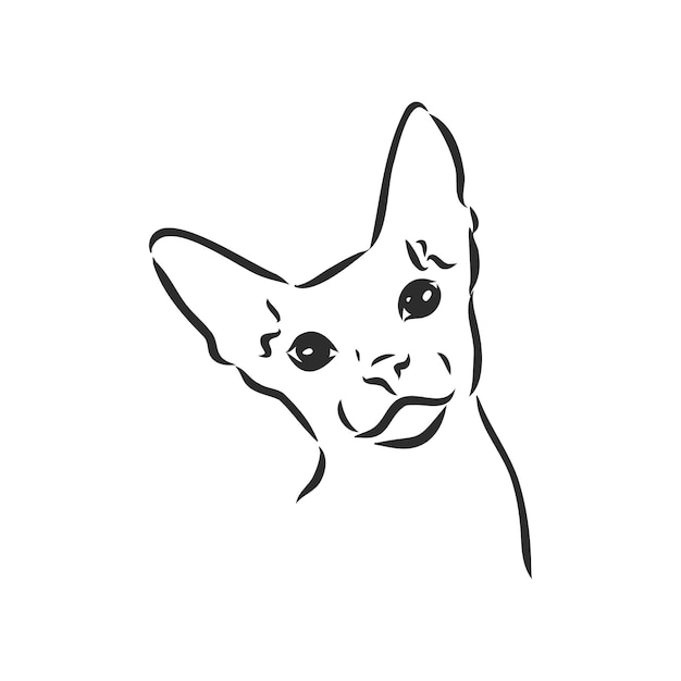 Sketch of a sphinx cat isolated on a white background sphinx cat vector sketch