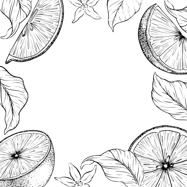 Slices Lemon fruits leaves and flowers Hand drawn vector frame Black and white Sketch of lime citrus Botanical design for menu package cosmetic textile