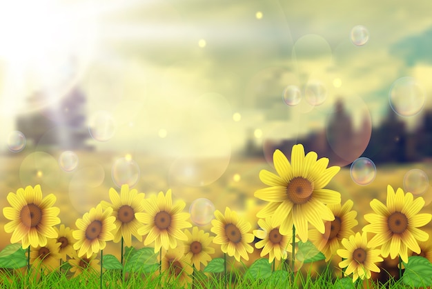 sun flowers field