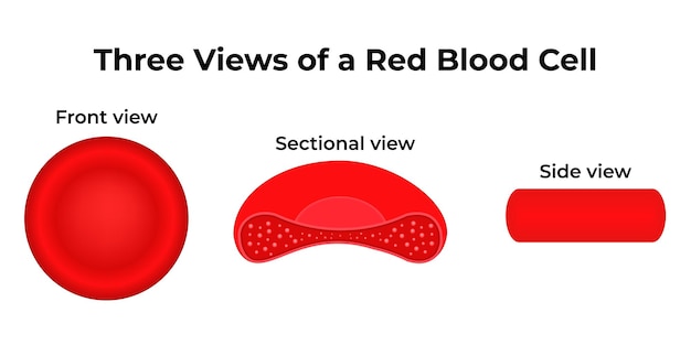 tree view of a red blood cell front view sectional view side view vector illustration