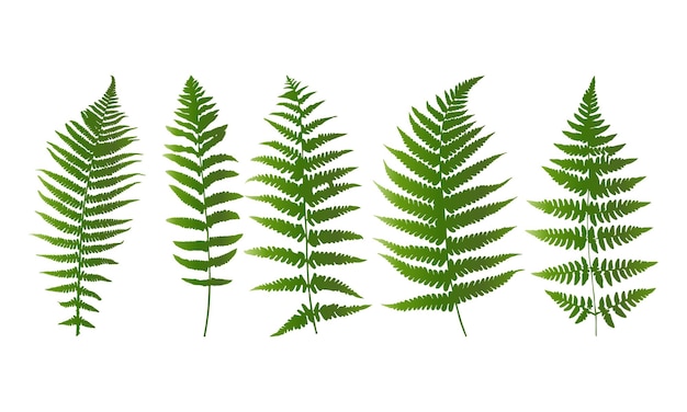 Tropical leaves vector set of palm leaves silhouettes isolated on white background