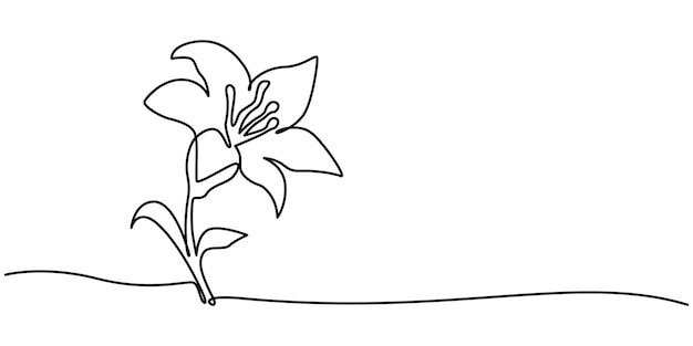 Trout Lily Flower Continuous Line Drawing with Varying Width Editable Stroke Lily flower