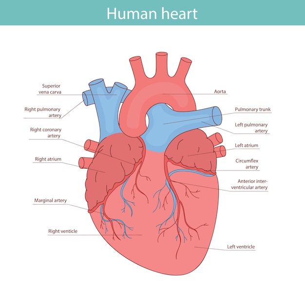 Vector diagram of human heart anatomy Medical illustration drawn in cartoon style
