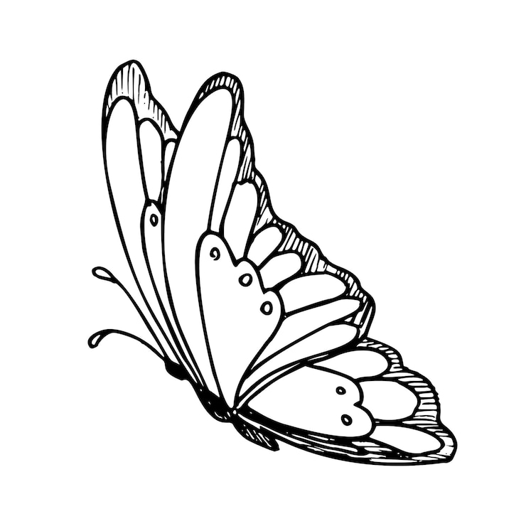 Vektor vector drawing of butterfly hand drawn linear illustration of flying insect in black and white colors vintage outline sketch for icon or logo painted by inks etching for greeting cards