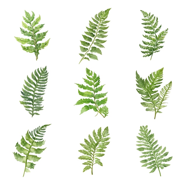 Watercolor green Asplenium leaves set isolated on white background Hand drawn illustration