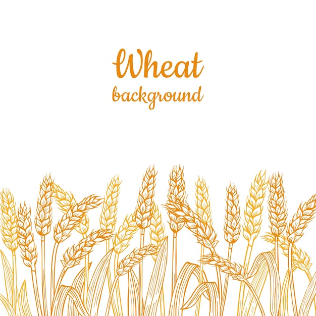 Wheat ear gold sketch border background agricultural linear flour frame horizontal pattern vector