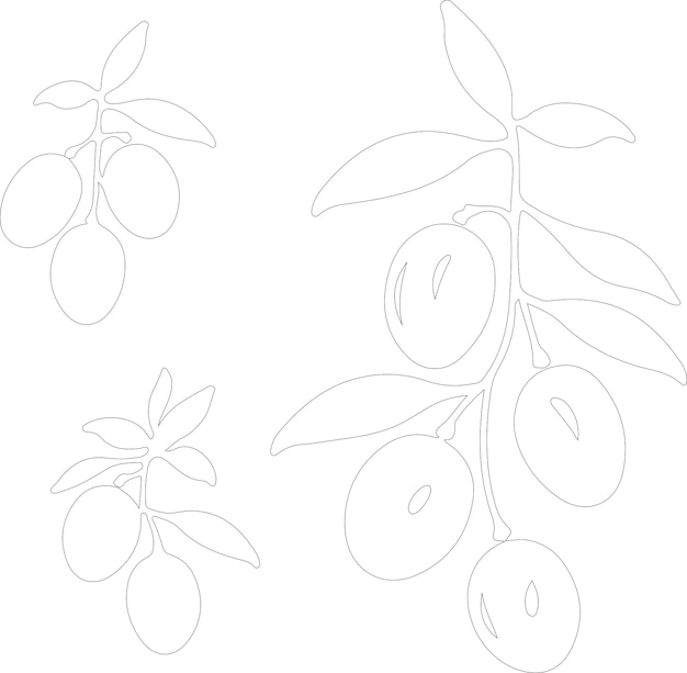 a drawing of a branch of a fig tree with the words pears on it