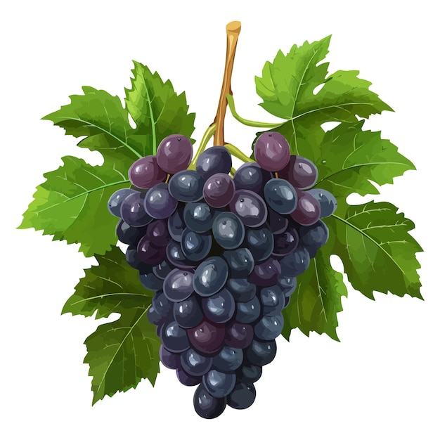 a drawing of a purple grapes with green leaves and a white background