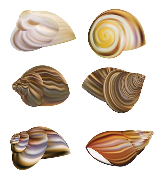 a Snail's Shell vector