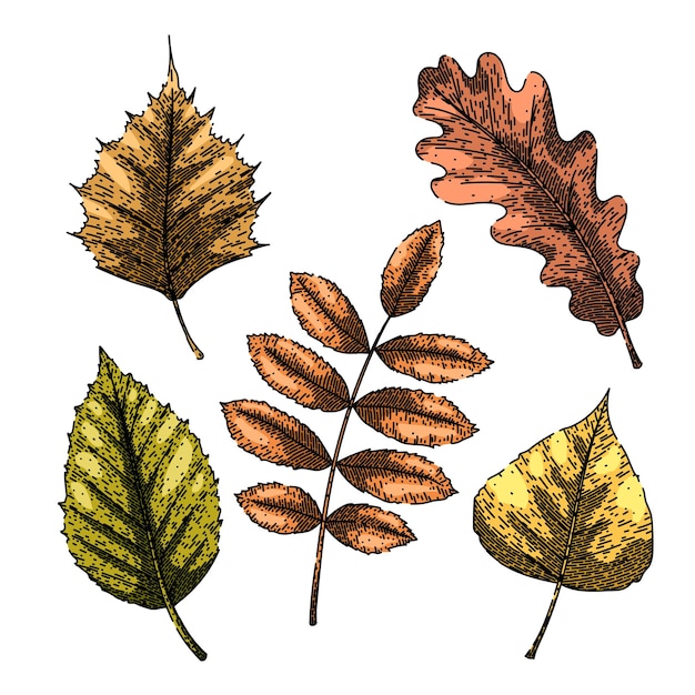 Autumn leaf set sketch hand drawn vector