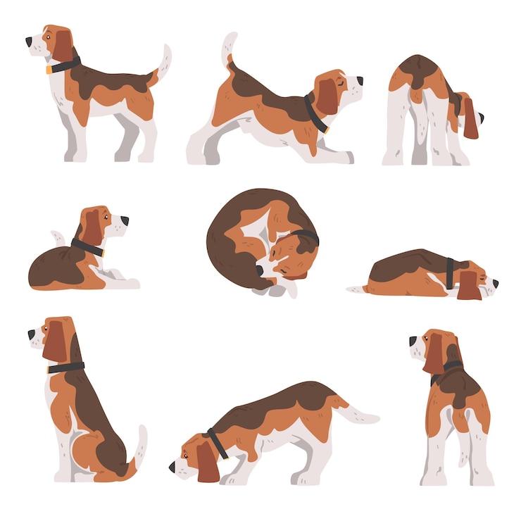 Vektori beagle dog in different poses set small dog with brown white coat and long ears beagle cartoon vector illustration