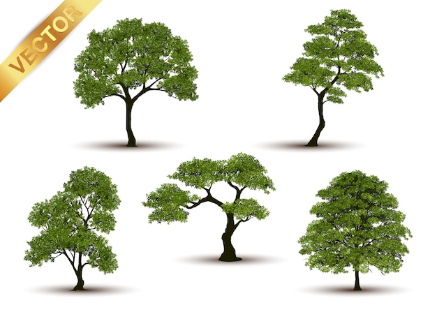 beautiful tree realistic on a white background.