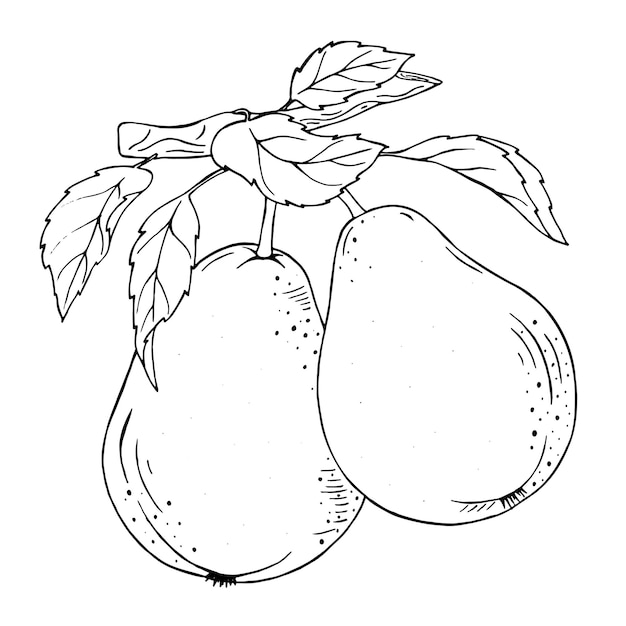Black and white graphics A pear tree on a branch Botanical graphics