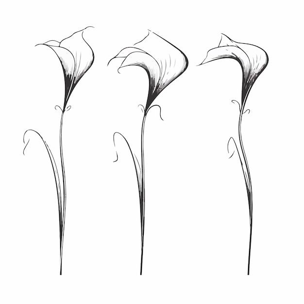 Botanical calla illustrations in outline style perfect for naturethemed designs