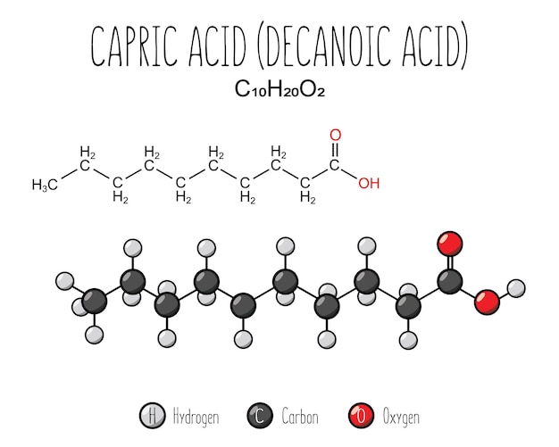 Capric acid skeletal structure and flat model representation isolated on a blank background Vector editable
