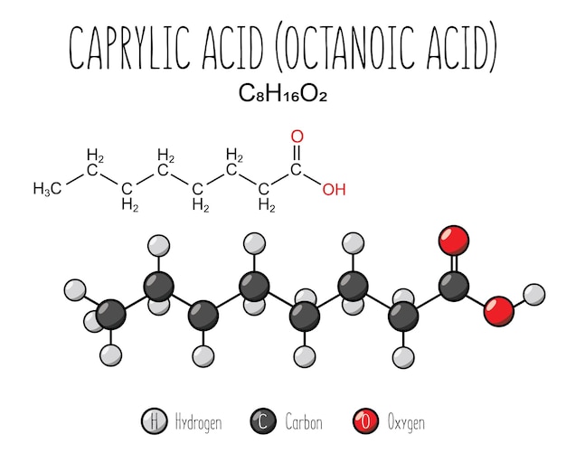 Caprylic acid skeletal structure and flat model representation isolated on a blank background Vector editable
