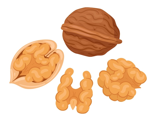 Cartoon walnuts Delicious tasty walnut snack raw walnuts in shell flat vector illustration Crunchy walnuts nuts on white