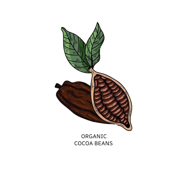 Cocoa vector illustration Hand drawn doodle cocoa beans for chocolate design