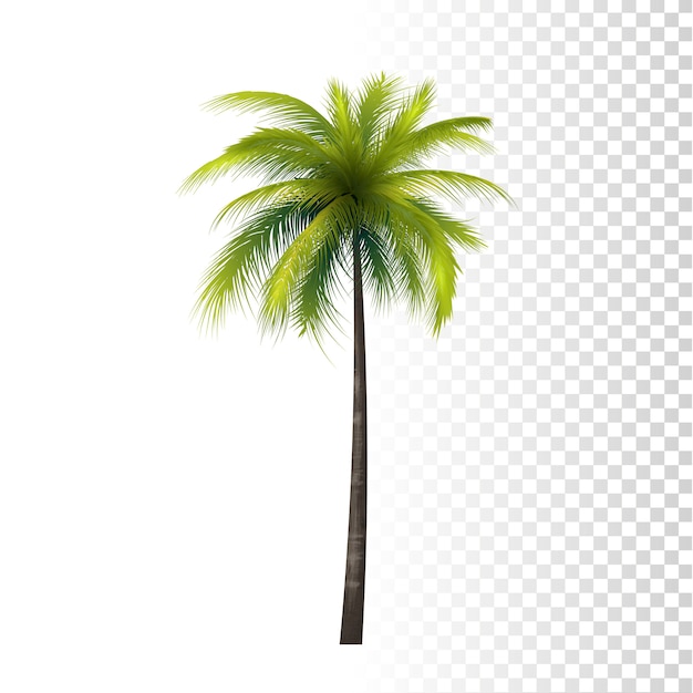 Coconut Palm Tree 