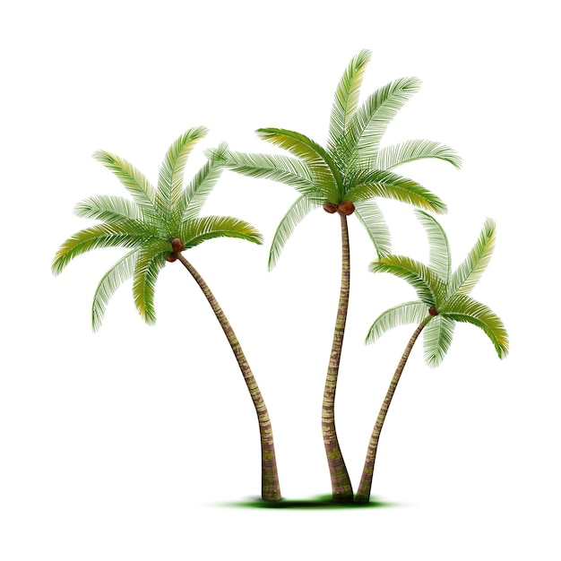 Coconut palm trees realistic with vector des