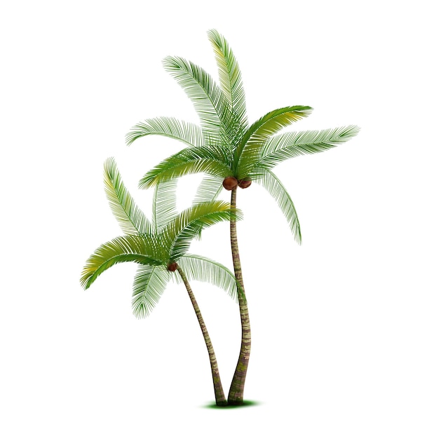 Coconut palm trees realistic with vector design