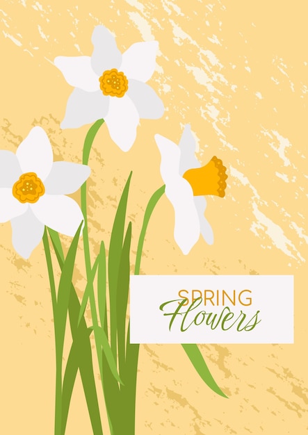 Colorful Spring Poster With Bouquet of White Daffodils hand drawn in flat style vector template