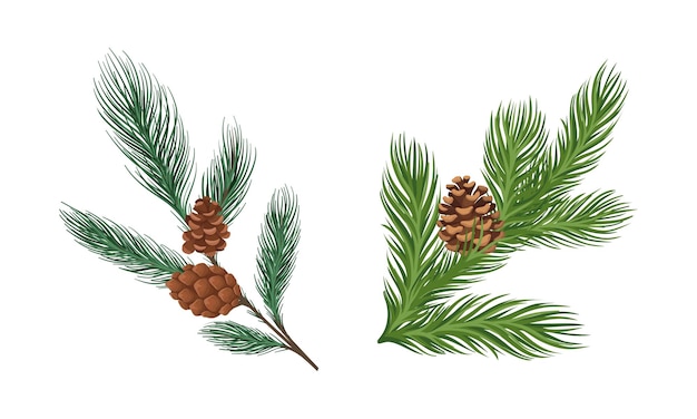 Coniferous Evergreen Tree Branch with Hanging Strobile and Needles Vector Set