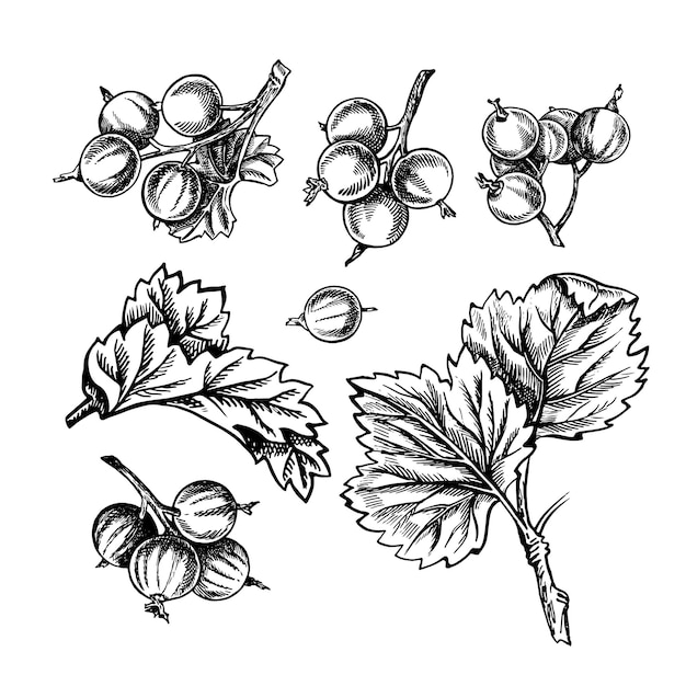 Currant Black and white vector graphics Isolated on a white background