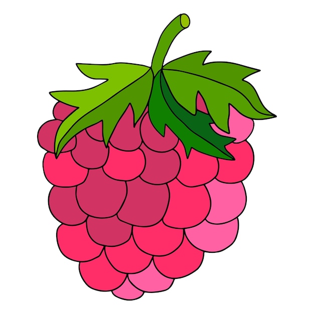 cute cartoon doodle linear raspberry isolated on white background. summer berry, fruit.