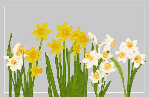 Daffodil border frame vector on gray background