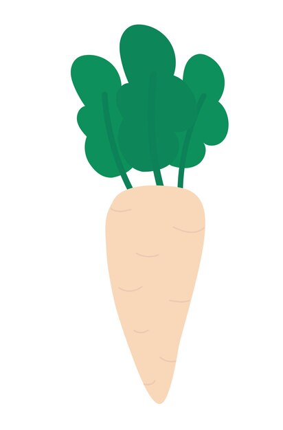 Daikon element Food vegetable Vector flat illustration