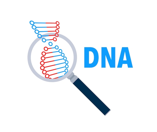 DNA magnifying glass Genetic Analysis Genetic research Vector stock illustration