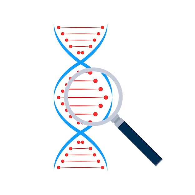 DNA magnifying glass Genetic Analysis Genetic research Vector stock illustration