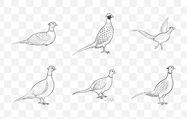 elegant and detailed pheasant line art vector set for creative projects and illustrations
