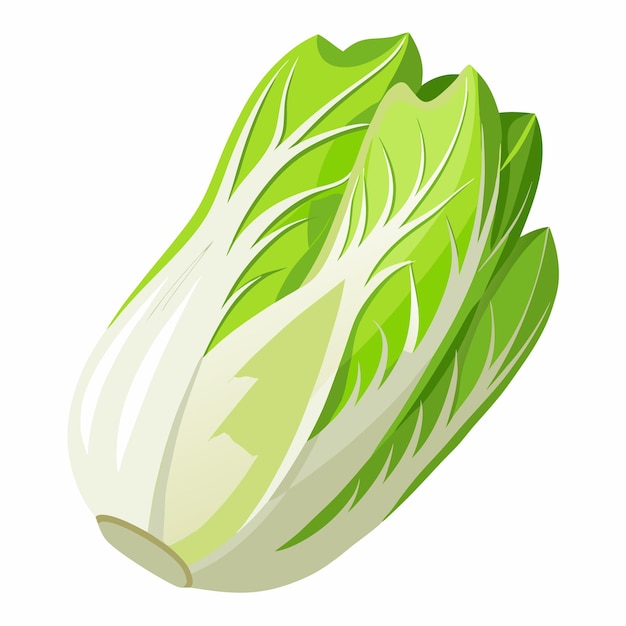 Endive vector illustration isolated in white background