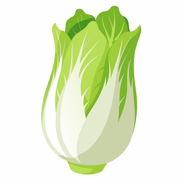 Endive vector illustration isolated in white background