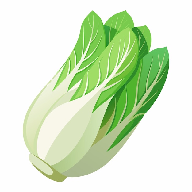 Endive vector illustration isolated in white background