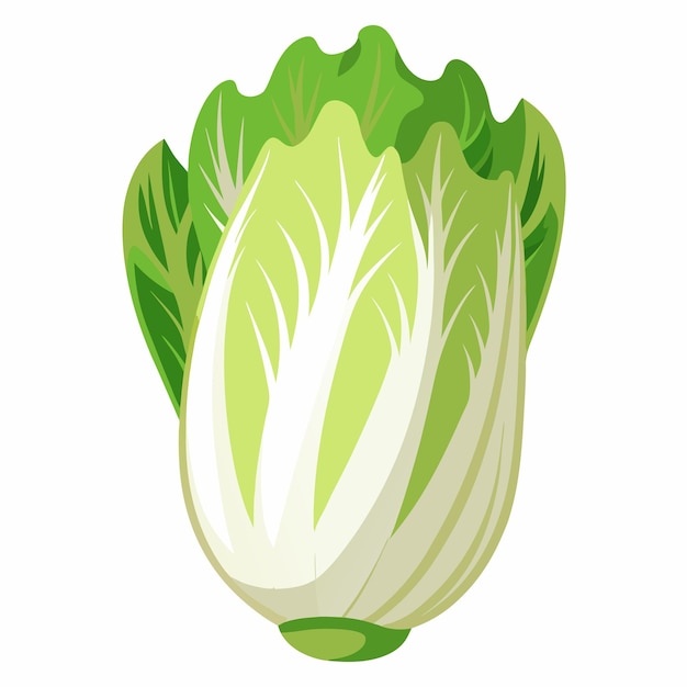 Endive vector illustration isolated in white background