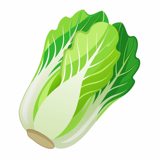 Endive vector illustration isolated in white background