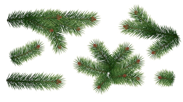 Evergreen tree tender branches realistic vector icons set